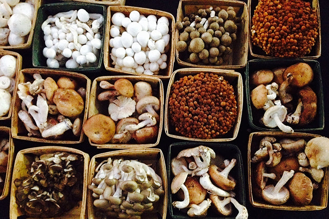 Unleash the power of nootropic mushrooms