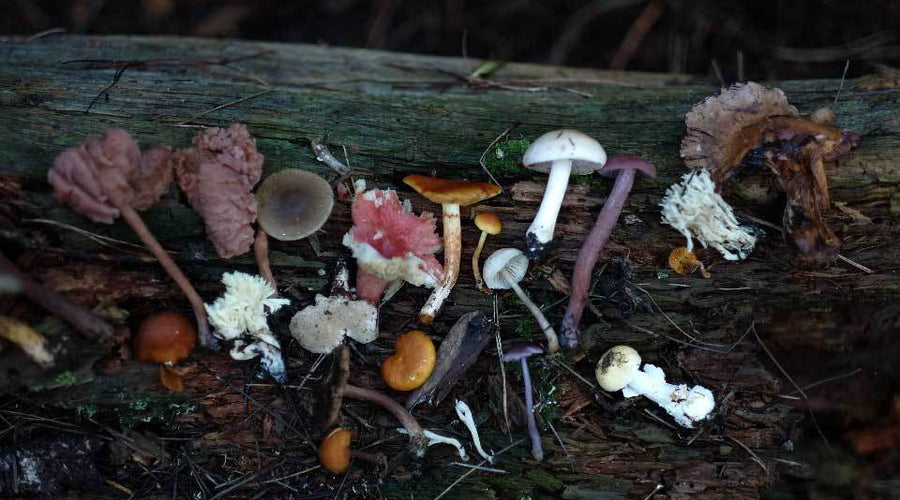 The Benefits of Lion's Mane Mushroom for Athletes